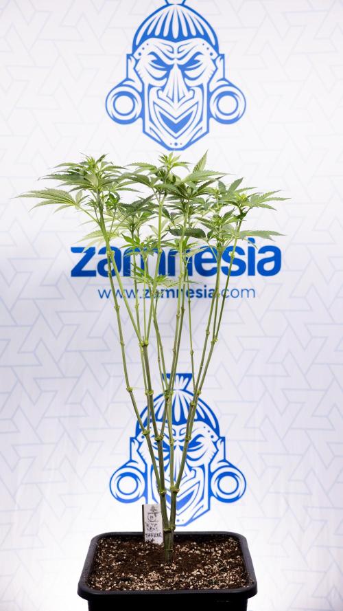 Permanent Marker - Zamnesia x B&B. Week 7 - Permanent Marker - Week 7 - 1st Bloom