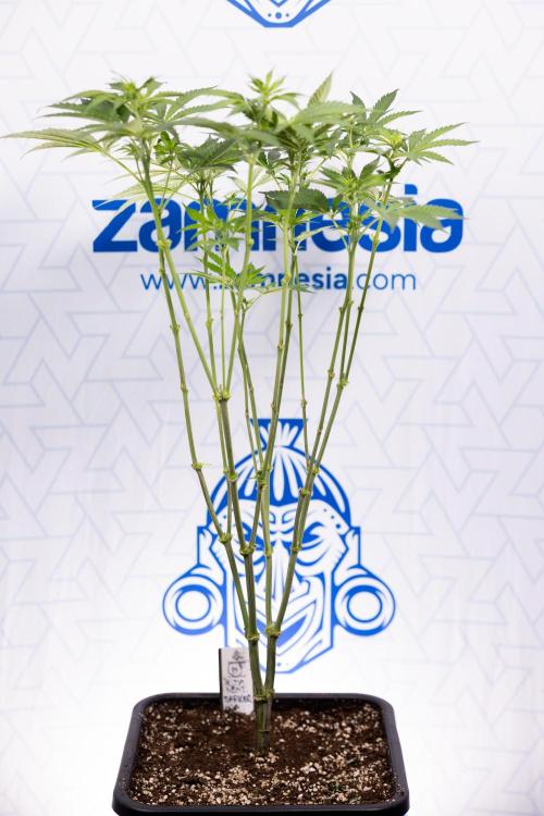 Permanent Marker - Zamnesia x B&B. Week 7 - Permanent Marker - Week 7 - 1st Bloom