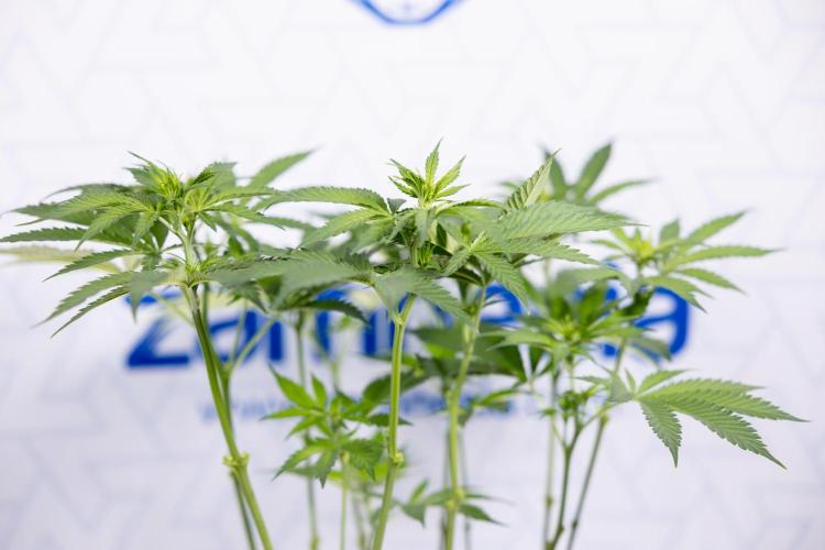 Permanent Marker - Zamnesia x B&B. Week 7 - Permanent Marker - Week 7 - 1st Bloom