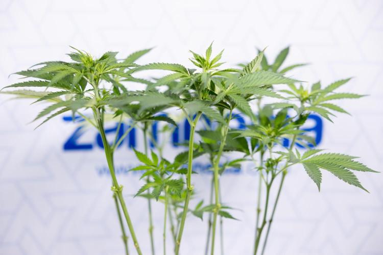 Permanent Marker - Zamnesia x B&B. Week 7 - Permanent Marker - Week 7 - 1st Bloom