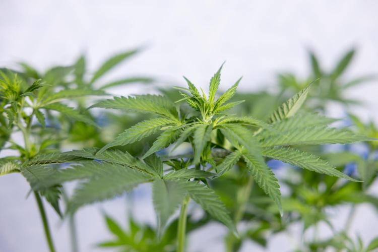 Permanent Marker - Zamnesia x B&B. Week 7 - Permanent Marker - Week 7 - 1st Bloom