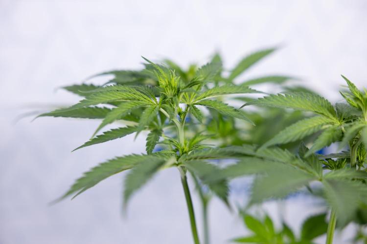 Permanent Marker - Zamnesia x B&B. Week 7 - Permanent Marker - Week 7 - 1st Bloom