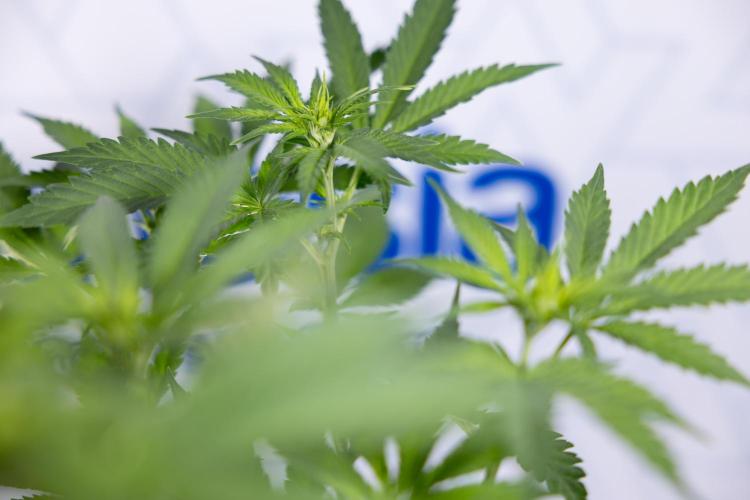 Permanent Marker - Zamnesia x B&B. Week 7