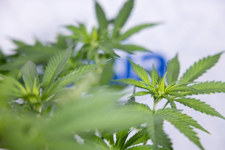 Permanent Marker - Zamnesia x B&B. Week 7 - Permanent Marker - Week 7 - 1st Bloom