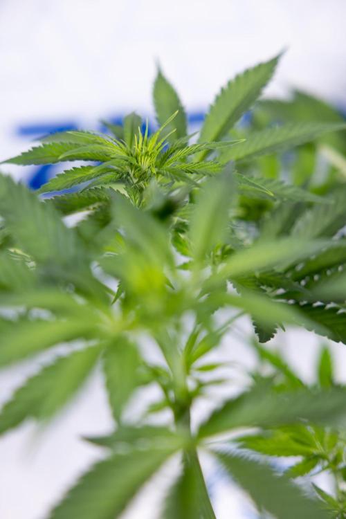 Permanent Marker - Zamnesia x B&B. Week 7 - Permanent Marker - Week 7 - 1st Bloom