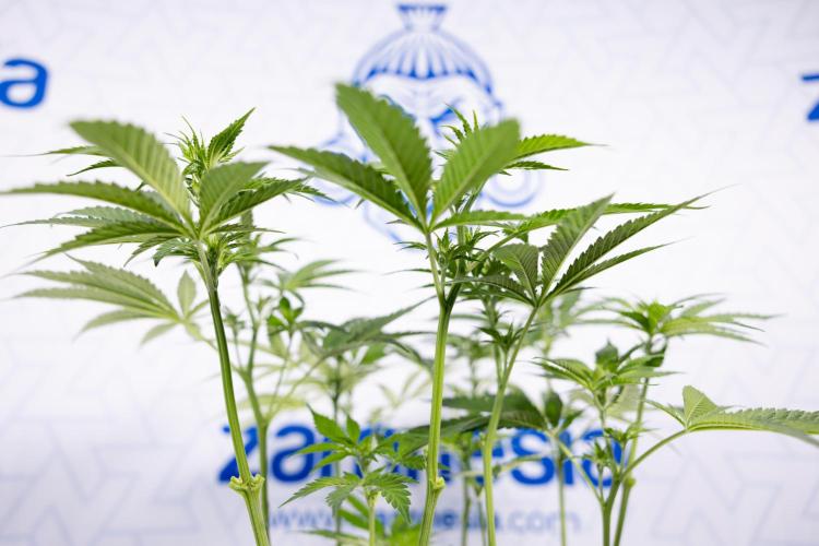 Permanent Marker - Zamnesia x B&B. Week 7 - Permanent Marker - Week 7 - 1st Bloom