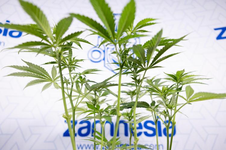 Permanent Marker - Zamnesia x B&B. Week 7 - Permanent Marker - Week 7 - 1st Bloom