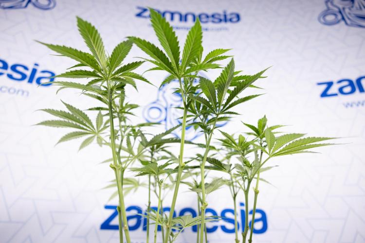 Permanent Marker - Zamnesia x B&B. Week 7 - Permanent Marker - Week 7 - 1st Bloom