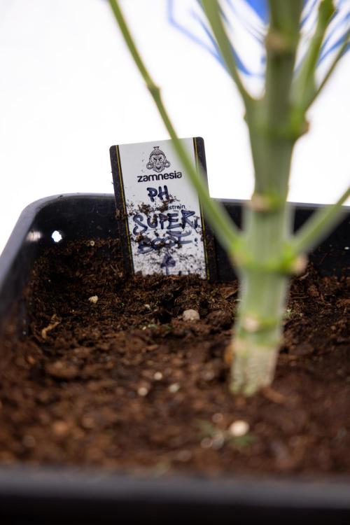 Super Boof - Zamnesia x B&B. Week 7 - Super Boof - 1st Week Bloom
