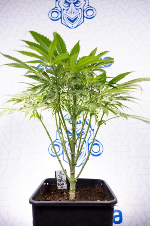 Super Boof - Zamnesia x B&B. Week 7 - Super Boof - 1st Week Bloom