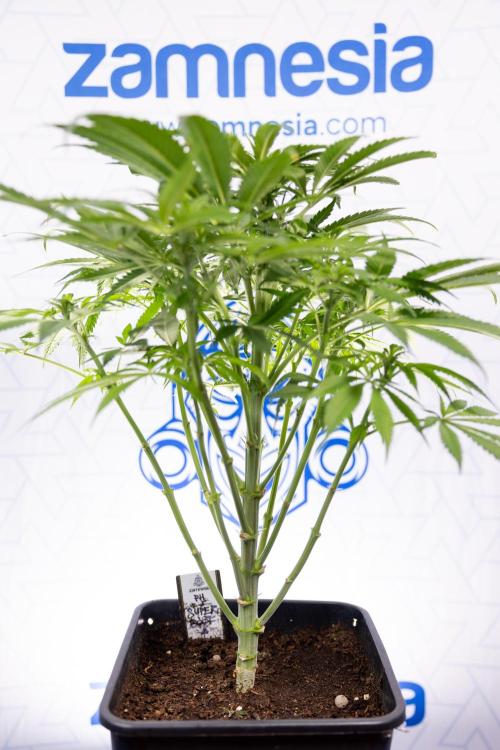 Super Boof - Zamnesia x B&B. Week 7 - Super Boof - 1st Week Bloom