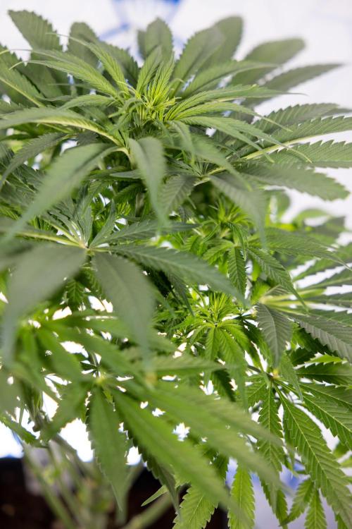 Super Boof - Zamnesia x B&B. Week 7 - Super Boof - 1st Week Bloom