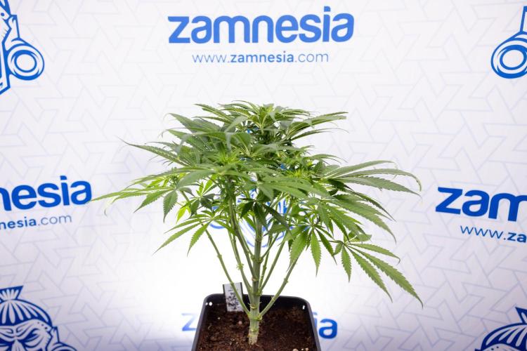 Super Boof - Zamnesia x B&B. Week 7 - Super Boof - 1st Week Bloom