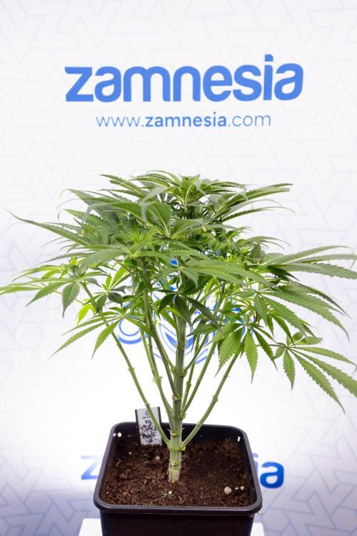 Super Boof - Zamnesia x B&B. Week 7 - Super Boof - 1st Week Bloom