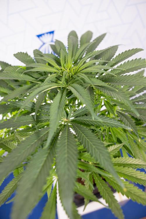 Super Boof - Zamnesia x B&B. Week 7 - Super Boof - 1st Week Bloom