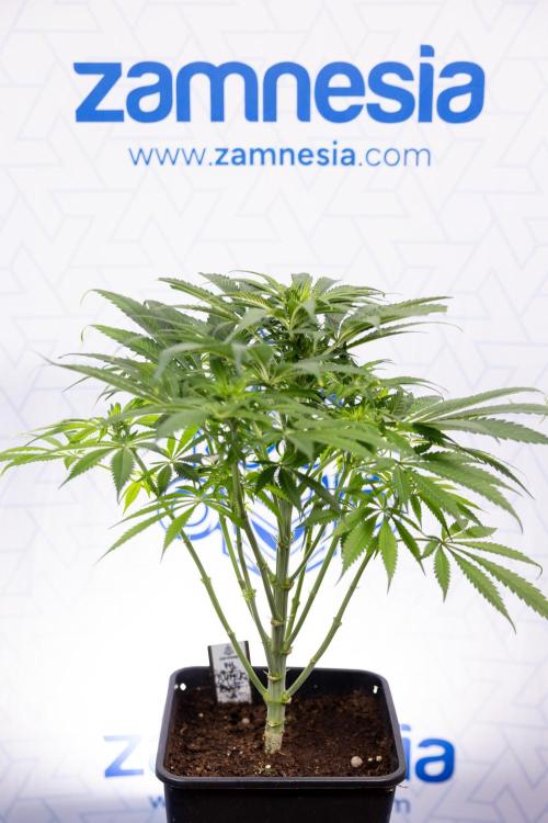 Super Boof - Zamnesia x B&B. Week 7 - Super Boof - 1st Week Bloom