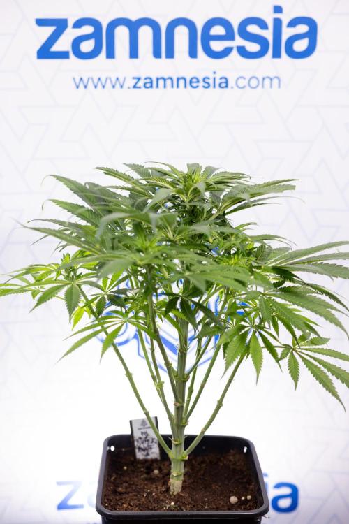 Super Boof - Zamnesia x B&B. Week 7 - Super Boof - 1st Week Bloom