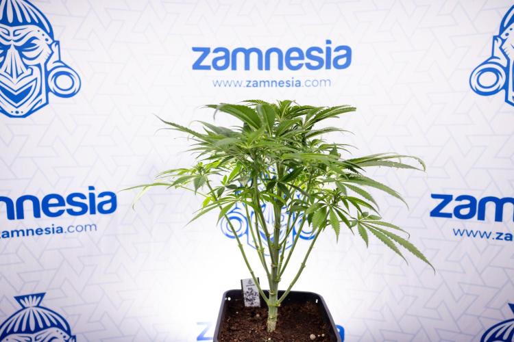 Super Boof - Zamnesia x B&B. Week 7 - Super Boof - 1st Week Bloom