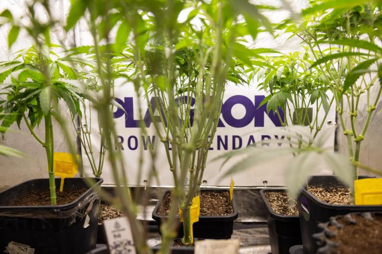 Super Boof - Zamnesia x B&B. Week 7 - Zamnesia x Plagron Crew