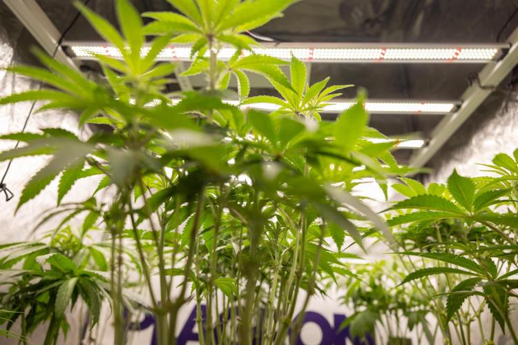 Super Boof - Zamnesia x B&B. Week 7 - Zamnesia x Plagron Crew