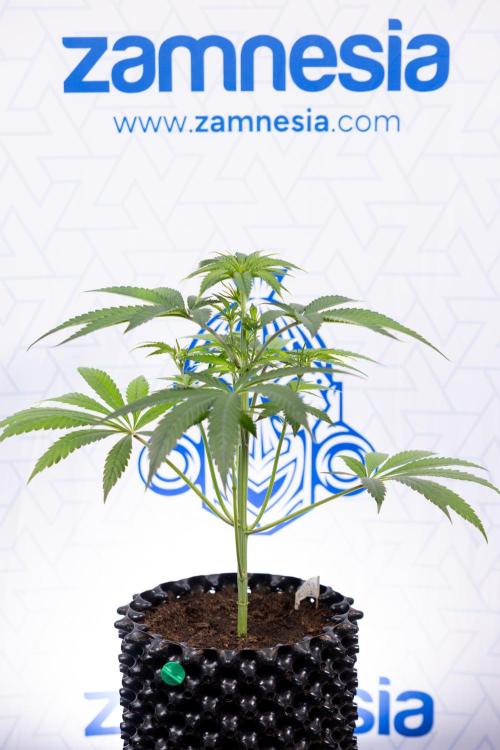 Lemon Cherry Gelato #3 - Clone - Zammi. Week 4 - Lemon Cherry Gelato - Clone - !st Week Bloom