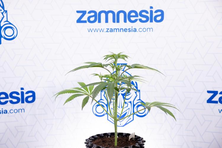 Lemon Cherry Gelato #3 - Clone - Zammi. Week 4 - Lemon Cherry Gelato - Clone - !st Week Bloom