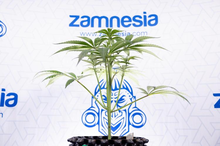 Lemon Cherry Gelato #3 - Clone - Zammi. Week 4 - Lemon Cherry Gelato - Clone - !st Week Bloom