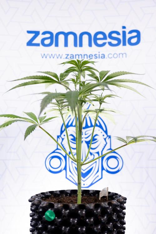 Lemon Cherry Gelato #3 - Clone - Zammi. Week 4 - Lemon Cherry Gelato - Clone - !st Week Bloom