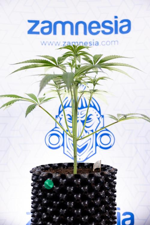 Lemon Cherry Gelato #3 - Clone - Zammi. Week 4 - Lemon Cherry Gelato - Clone - !st Week Bloom