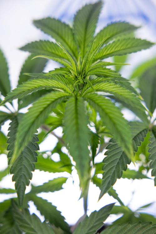 Lemon Cherry Gelato #3 - Clone - Zammi. Week 4 - Lemon Cherry Gelato - Clone - !st Week Bloom