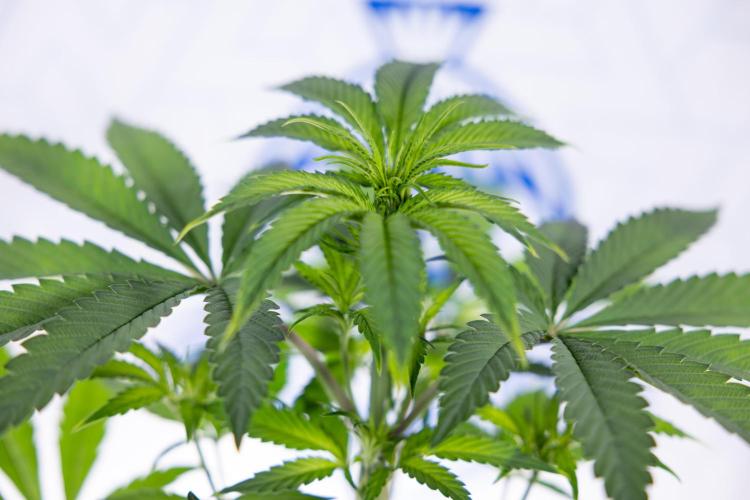 Lemon Cherry Gelato #3 - Clone - Zammi. Week 4 - Lemon Cherry Gelato - Clone - !st Week Bloom