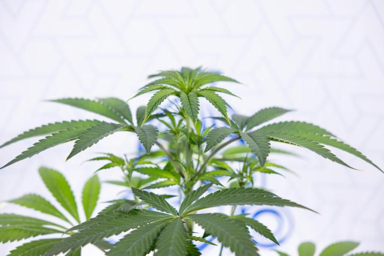 Lemon Cherry Gelato #3 - Clone - Zammi. Week 4 - Lemon Cherry Gelato - Clone - !st Week Bloom