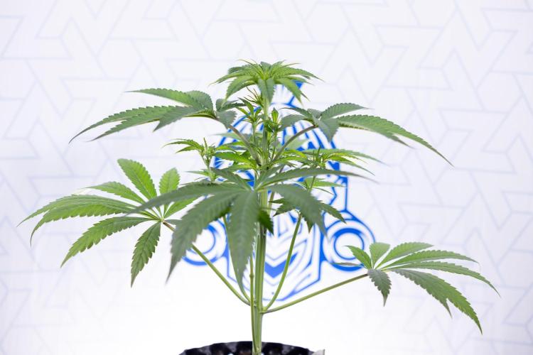 Lemon Cherry Gelato #3 - Clone - Zammi. Week 4 - Lemon Cherry Gelato - Clone - !st Week Bloom