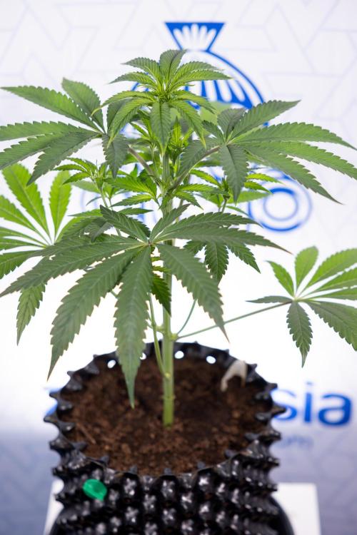 Lemon Cherry Gelato #3 - Clone - Zammi. Week 4 - Lemon Cherry Gelato - Clone - !st Week Bloom