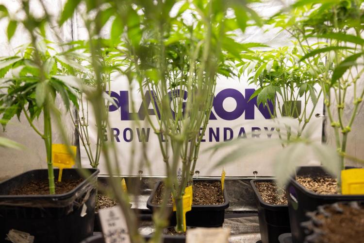 Lemon Cherry Gelato #3 - Clone - Zammi. Week 4 - Zamnesia x Plagron Photoperiodic Crew