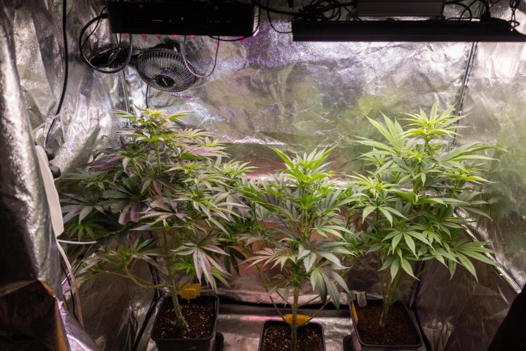 Lemon Cherry Gelato #2 - Zamnesia x B&B. Week 6