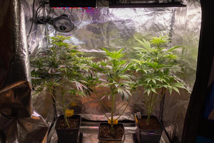 Lemon Cherry Gelato #2 - Zamnesia x B&B. Week 6