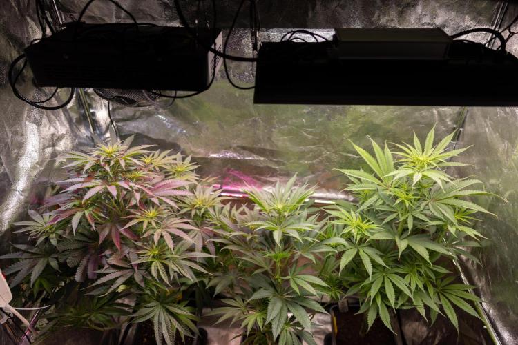 Lemon Cherry Gelato #2 - Zamnesia x B&B. Week 6