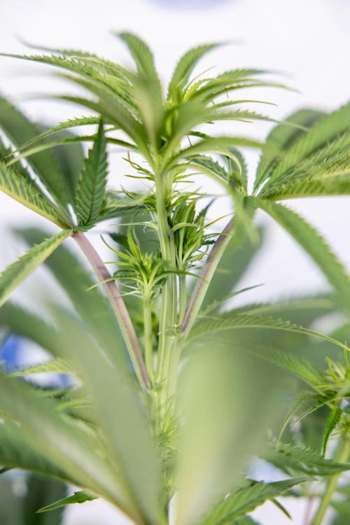 Lemon Cherry Gelato #2 - Zamnesia x B&B. Week 6 - Lemon Cherry Gelato #2 - No Techniques - 1st Week Bloom