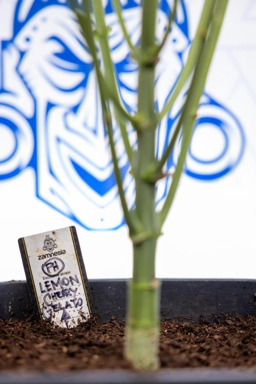 Lemon Cherry Gelato #2 - Zamnesia x B&B. Week 6 - Lemon Cherry Gelato #2 - No Techniques - 1st Week Bloom