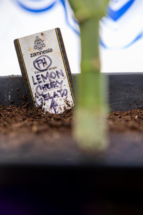 Lemon Cherry Gelato #2 - Zamnesia x B&B. Week 6 - Lemon Cherry Gelato #2 - No Techniques - 1st Week Bloom