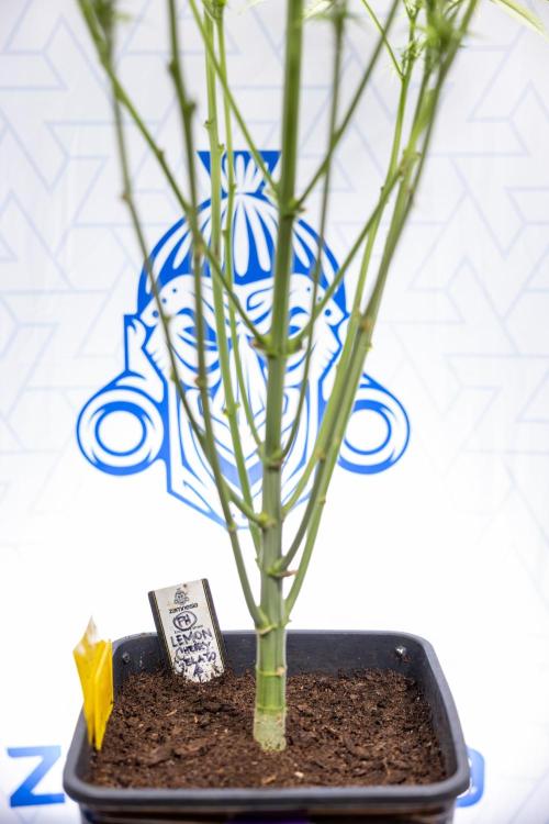 Lemon Cherry Gelato #2 - Zamnesia x B&B. Week 6 - Lemon Cherry Gelato #2 - No Techniques - 1st Week Bloom