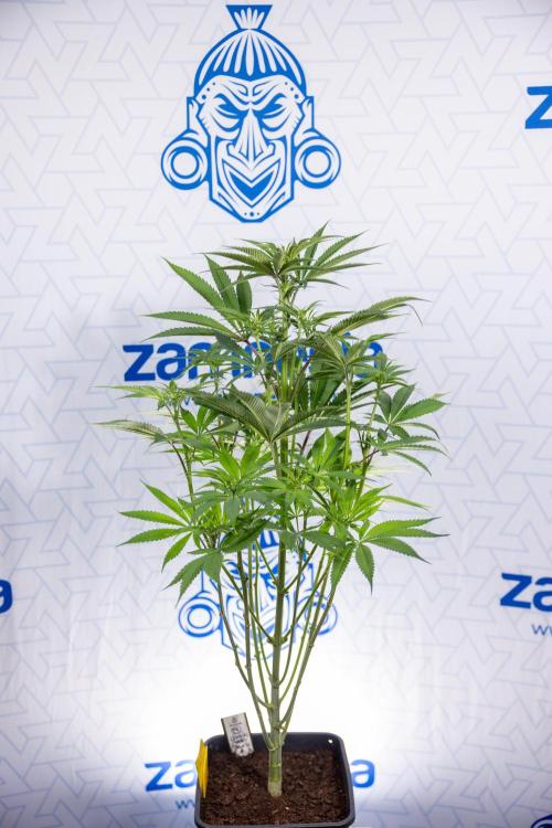 Lemon Cherry Gelato #2 - Zamnesia x B&B. Week 6 - Lemon Cherry Gelato #2 - No Techniques - 1st Week Bloom