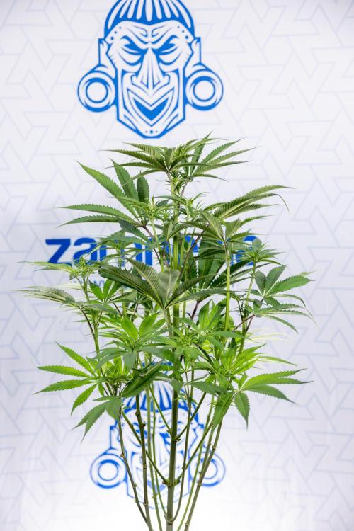 Lemon Cherry Gelato #2 - Zamnesia x B&B. Week 6 - Lemon Cherry Gelato #2 - No Techniques - 1st Week Bloom