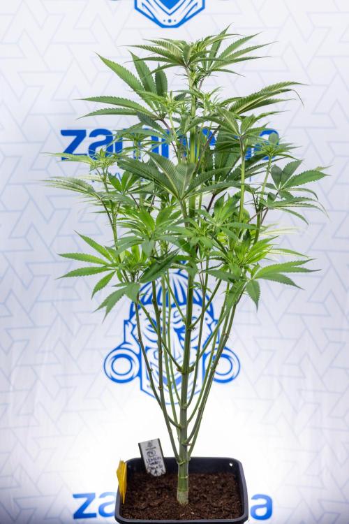 Lemon Cherry Gelato #2 - Zamnesia x B&B. Week 6 - Lemon Cherry Gelato #2 - No Techniques - 1st Week Bloom