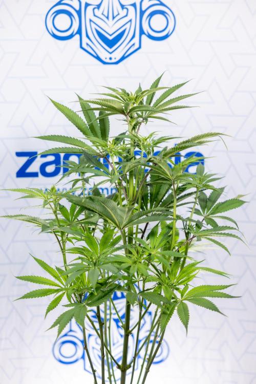 Lemon Cherry Gelato #2 - Zamnesia x B&B. Week 6 - Lemon Cherry Gelato #2 - No Techniques - 1st Week Bloom