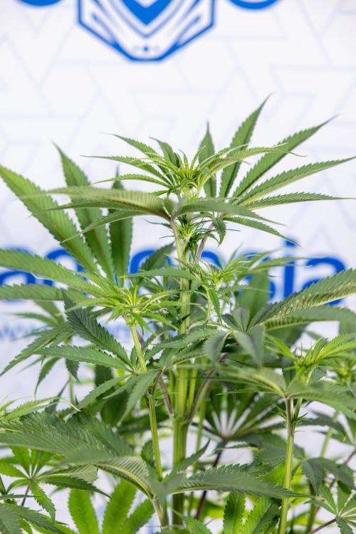 Lemon Cherry Gelato #2 - Zamnesia x B&B. Week 6 - Lemon Cherry Gelato #2 - No Techniques - 1st Week Bloom