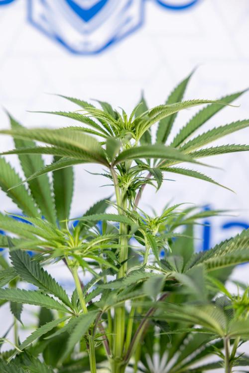 Lemon Cherry Gelato #2 - Zamnesia x B&B. Week 6 - Lemon Cherry Gelato #2 - No Techniques - 1st Week Bloom