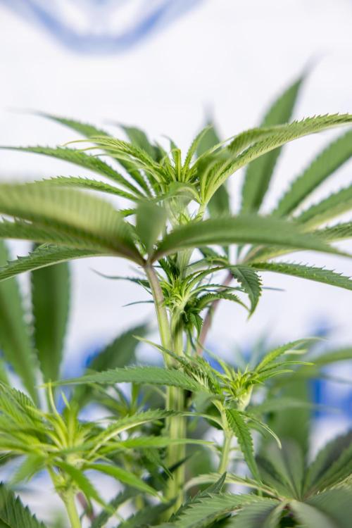 Lemon Cherry Gelato #2 - Zamnesia x B&B. Week 6 - Lemon Cherry Gelato #2 - No Techniques - 1st Week Bloom