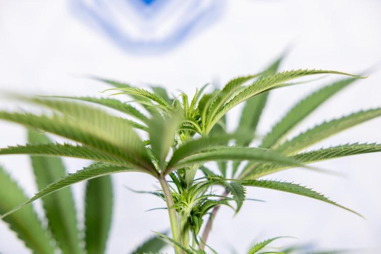 Lemon Cherry Gelato #2 - Zamnesia x B&B. Week 6 - Lemon Cherry Gelato #2 - No Techniques - 1st Week Bloom